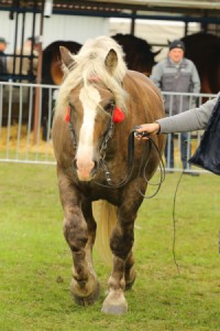 IMG_0096-5d9eeb45b6d22