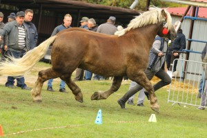 IMG_0102-5d9eeb45acc16