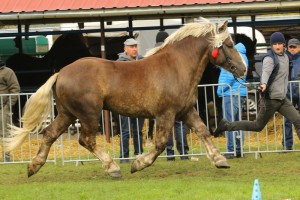 IMG_0112-5d9eeb6bef42d