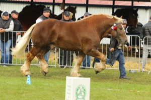 IMG_0122-5d9eeb6c22099