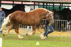 IMG_0123-5d9eeb6c06e5a