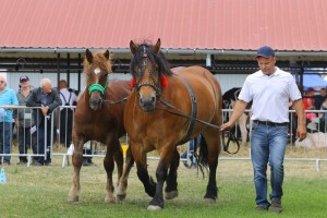 IMG_0130-5d19a08f9056c