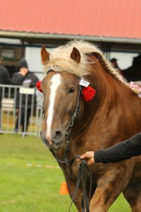 IMG_0130-5d9eeb6c1dbcf