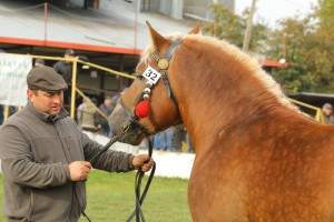 IMG_0138-5d9eeb6c230bb