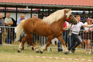 IMG_0140-5d19a0a51349a