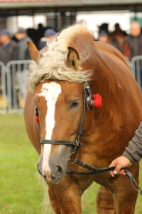 IMG_0145-5d9eeb6c3964c