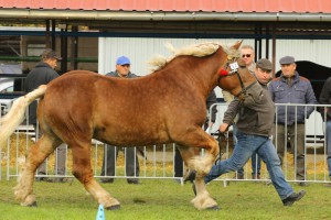 IMG_0152-5d9eeb6c42985