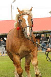 IMG_0156-5d9eeb9436ee6