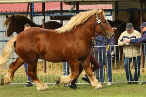 IMG_0167-5d9eeb947ef6b