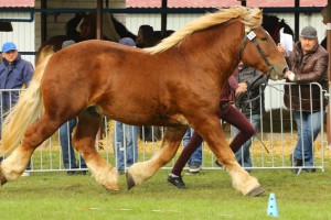 IMG_0176-5d9eeb94c9b3b