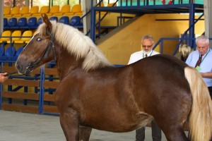 kl. SKARLET (Pasat - Sawana po Wajper I)