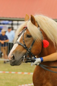 IMG_0213-5d19a0be4d603