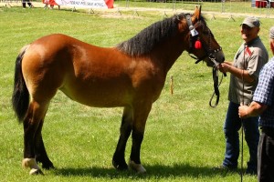 kl. WITA (Warest - Winka po Bonik)