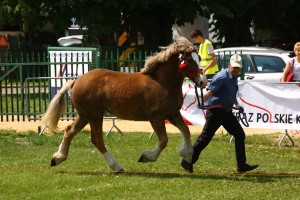 kl. MORENA (For - Monita po Szon)