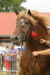 IMG_0238-5d19a0be570f8