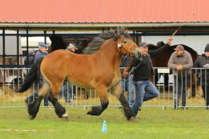 IMG_0244-5d9eebca269b5