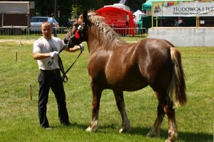 kl. BEZA (Orion - Balbina po Wolin II)