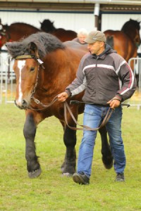 IMG_0258-5d9eebec0f4f9