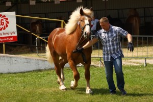 og. PEGAZ (Monter - Palemka po Piker)