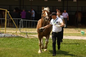 og. RUBIN (Posejdon - Rawa po Bokser)