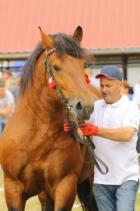 IMG_0295-5d19a0d3b2bb0