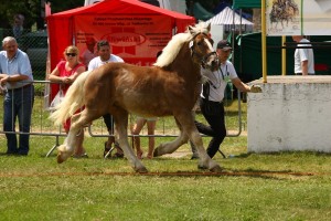 og. RUBIN (Posejdon - Rawa po Bokser)