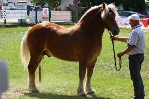 IMG_0322-575a648d2fb77