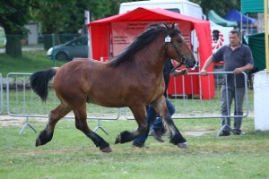 og. FOCH (Elwis - Formuła po Baszkir)