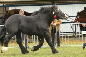 IMG_0347-5d9eec3d81b67