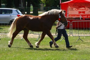 og. SZARY (Floret - Szorma po Opal)
