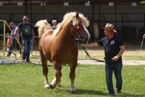 og. HERKULES (Polar - Hizia po Rolik)