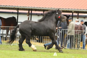 IMG_0354-5d9eec3da457d