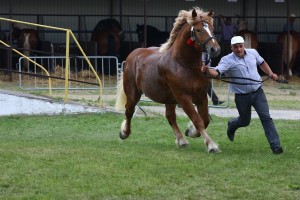 IMG_0362-575a648dbe0cf