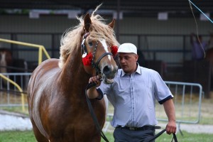 IMG_0364-575a648e161ec