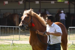 kl. BRZOSKWINIA (Gabaryt - Bika po Tron)