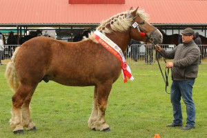 IMG_0403-5d9ef05d35753