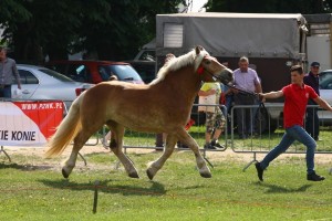 IMG_0434-575a6587ede15