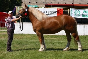 kl. PERŁA (Monter - Palemka po Piker)