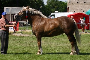 kl. PIWONIA (Bukan - Palemka po Bilet)