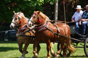 IMG_0557-575a653b9037e