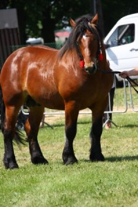 og. P-SAMURAJ (Samuraj - Paskuda po Tupet)