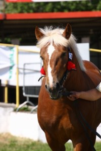 IMG_0568-575a65546aeba