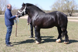 FIORD (Floks - Fala po Pazmus)