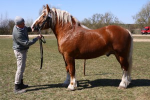 SZAPEN (Pers - Szanta po Fanatyk)