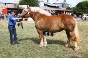 IMG_2904-5d19a0e6758e2