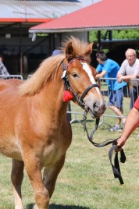 IMG_3845-5afa6ddf5cdb4