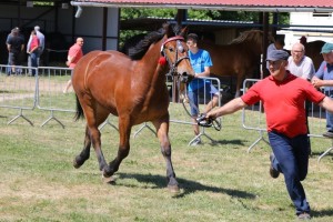 GREMLA (Fuks - Gruda po Bonik)