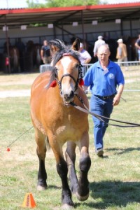 BECIA (Warest - Betna po Turan)