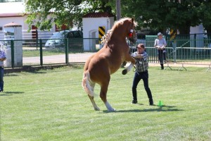 BROM (Umik - Bawaka po Tulipan)