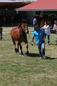 ROBIK (Obik - Rafa po Altazar)